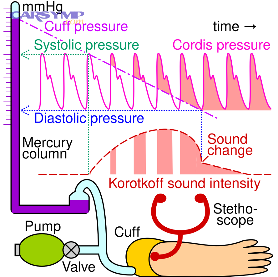 Principle of systolic and diastolic blood pressure measurement