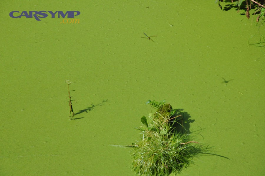 Green colored puddle example for fluid color comparison