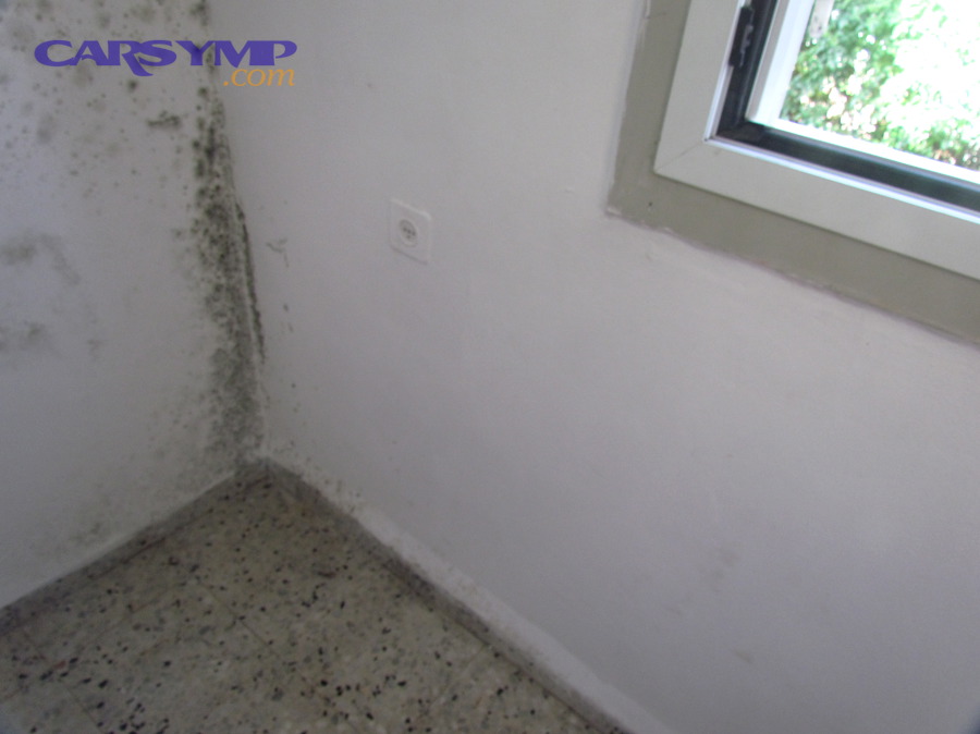Visible mold on an interior wall surface