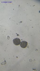 Pollen grains under microscope 10x