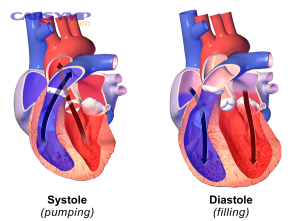 Systolevs Diastole