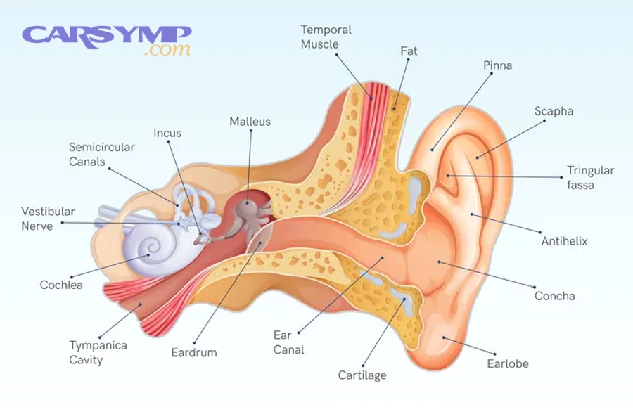 Exploded diagram of wheel bearing hub parts showing bearing and seals