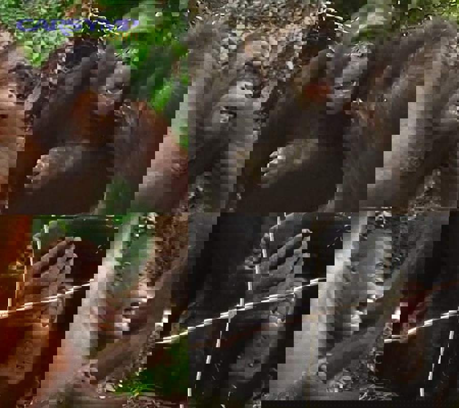 How Do Pan-Drop and Full Teardown Compare in Access, Labor, Cost, and Risk?