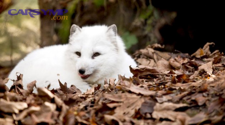 What Are the Key Outcomes of Post-Service Behavioral Shifts in Organizations?