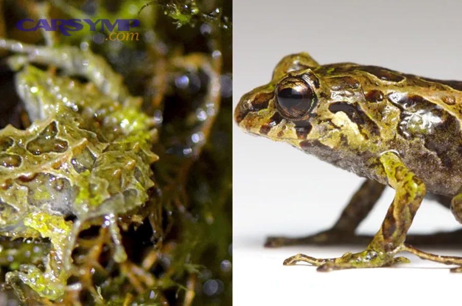 How Do Post-Service Behavioral Shifts Unfold Over Time?